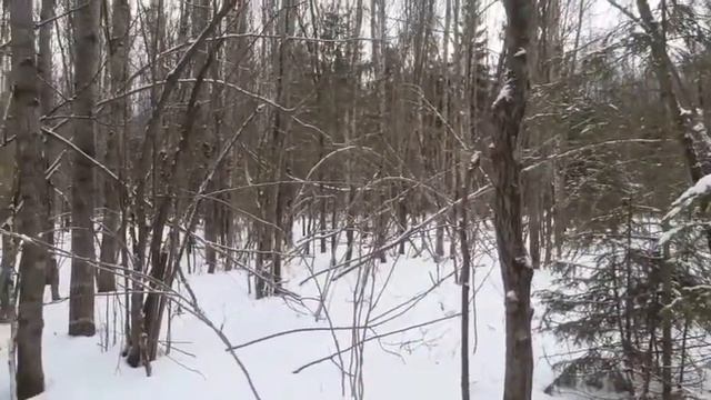 Охота с русскими гончими.25.01.20