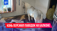 Тяжелые недели белого коня из Оренбурга