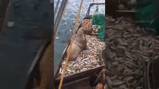 Охотское море попался сивуч
