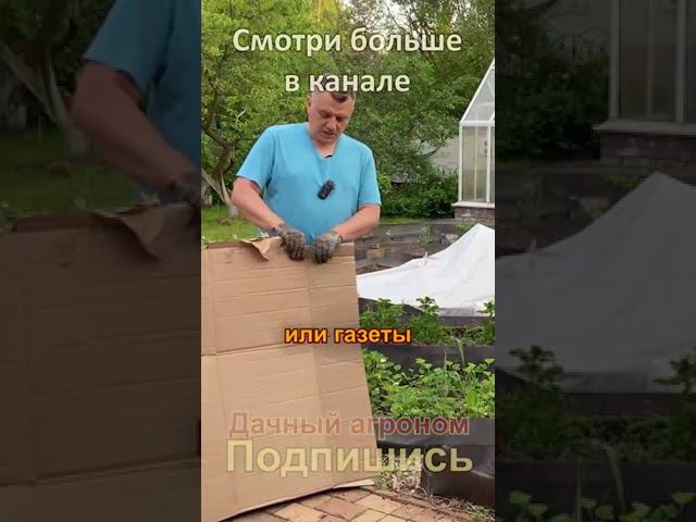 Малина ведрами это прост