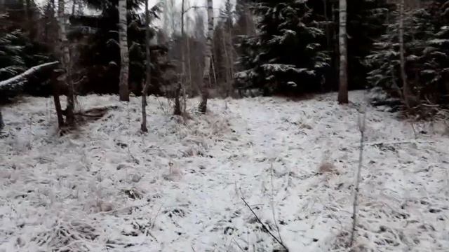 Прогулка до лесного пруда Кабаны вокруг,щимимся через лес  #дача #лес #природа #отдых
