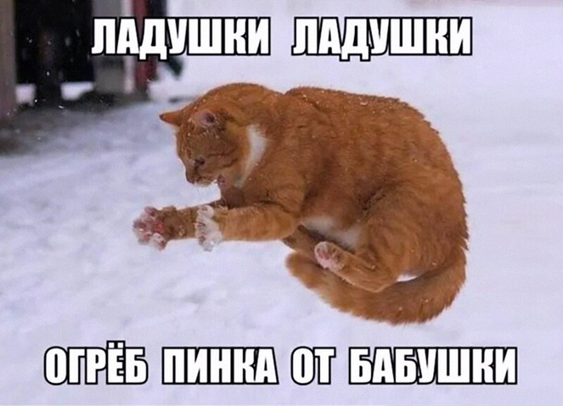 Ленивый Котэ ))))))