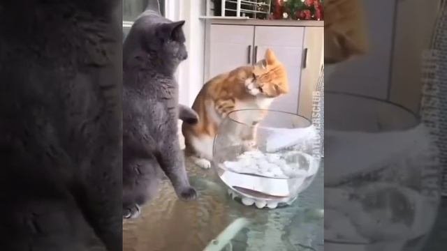 VID_20231119_024513_894.mp4