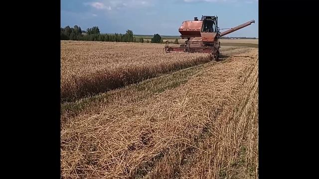 Уборка озимой пшеницы 2022.mp4