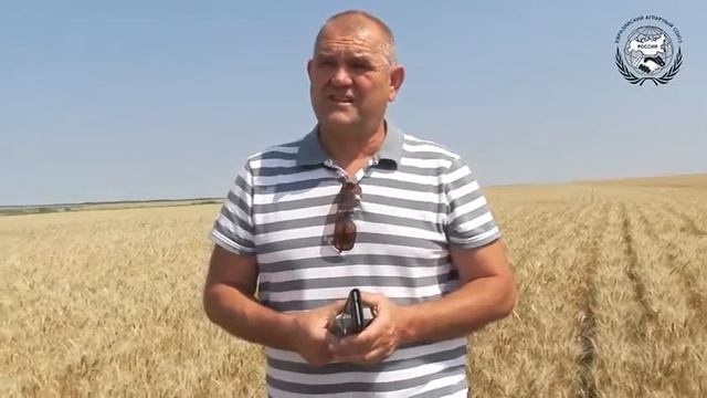 2017 Котово.  Отзыв повышения урожая в 4 е раза!