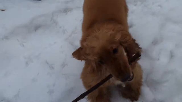 English cocker spaniel (Английский кокер-спаниель)