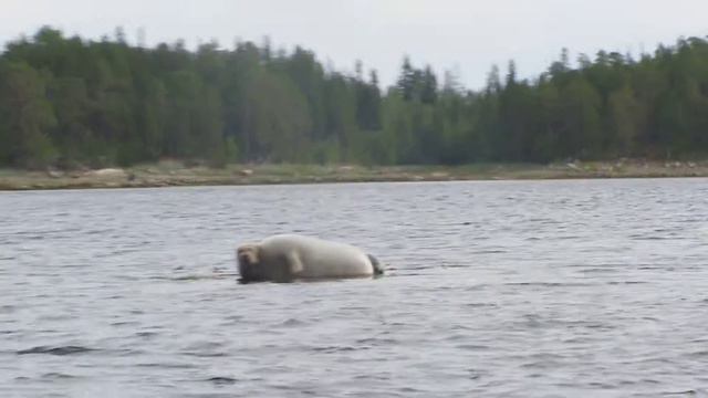 Тюлень на Белом море