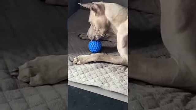 антивандальный мяч для собаки развивающий пищащий для игр