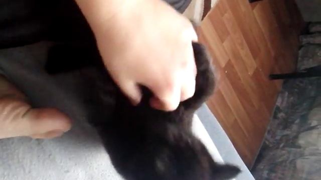 Какие коты лучше