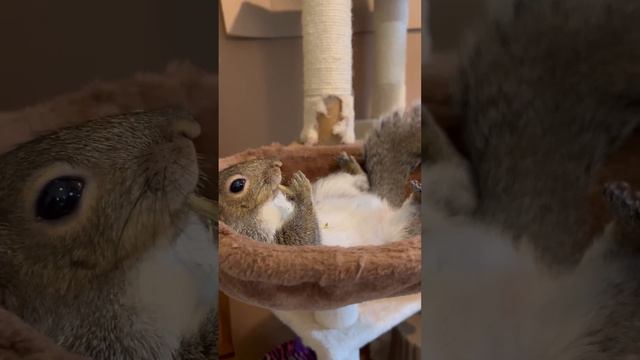 A Squirrel's Lazy Day   ViralHog