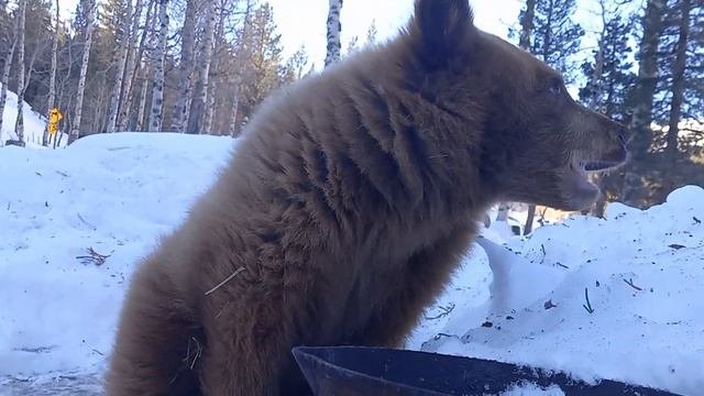 Petunia The Baby Bear Cub Eating Kibble Dog Food!