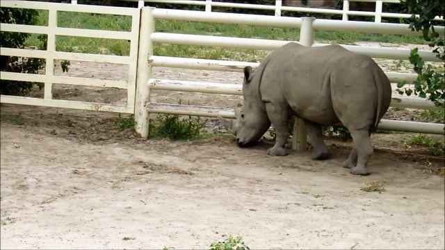 Животные Ростовского зоопарка ( жираф, белый носорог,гуанако) 02.09.18 г.