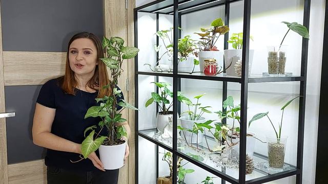 Moja kolekcja SYNGONIUM-zroślicha odc1.Odmiany podłoże oświetlenie.NOWA SERIA VIDEO #1rośliny domow