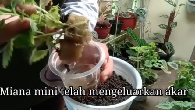 #Cara Memperbanyak Miana Mini/#How to grow Mini Coleus
