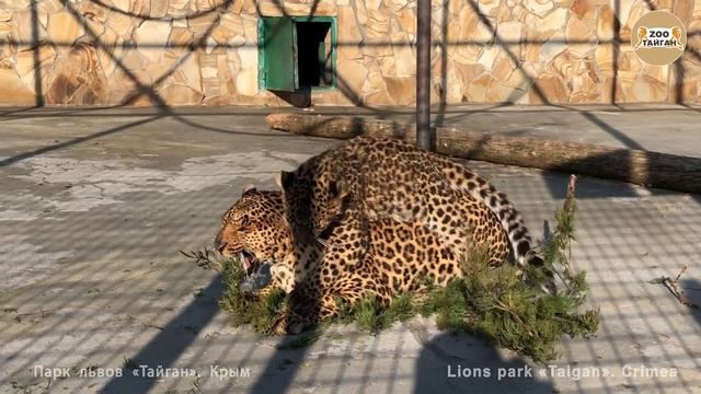 Мама леопард играет. Тайган | Mom leopard plays. Taigan