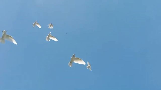 Прикручиваю сидушки для голубей.