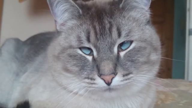 Кот окосел!Cat after drugs