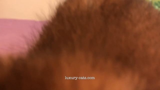 Little caracal  kitten  малыш каракал