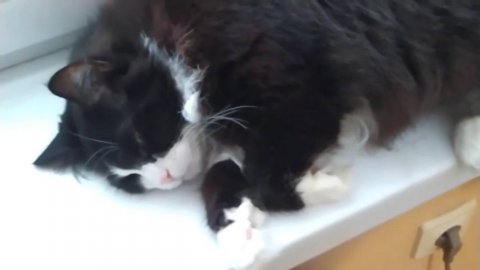 АЛИСА - очень спокойная черно-белая кошка, любит отдыхать на подоконнике над батареей