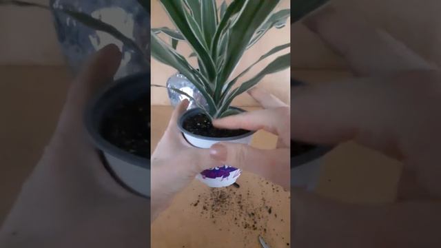 Как поливать цветы, чтобы не поливать?