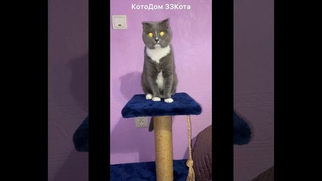 Моника. Знакомимся!