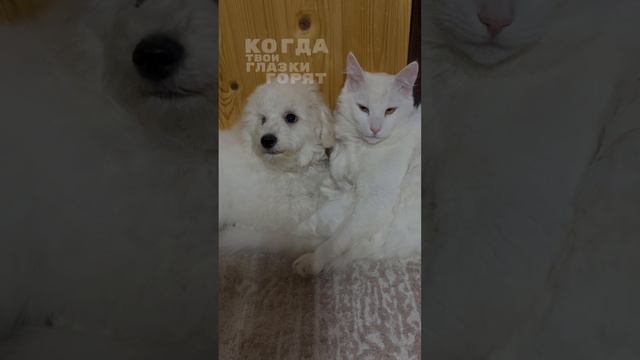 Кот и щенок ❤️