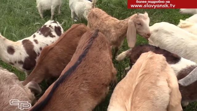 Молоко и сыр собственного производства