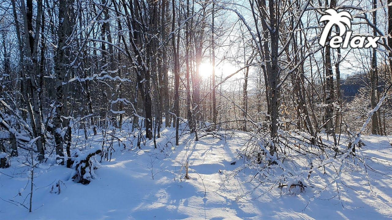 Winter forest in the Mountains and the Sounds of Nature for Relaxation