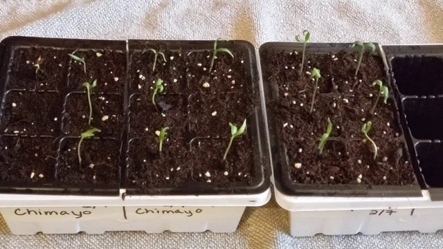 Cotyledons what are they?