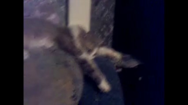 Тигрюха. Наблюдение сверху.