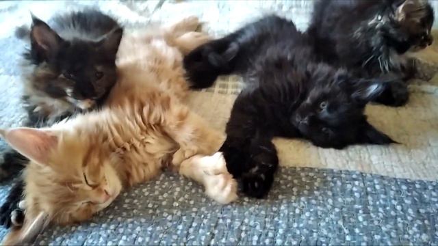 Котята мейн куны спят после 1й прививки  😸