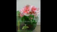 Pelargonium Designer Dark Pink Sizzle 디자이너 다크핑크시즐