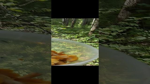 Собираем грибы Лисички.