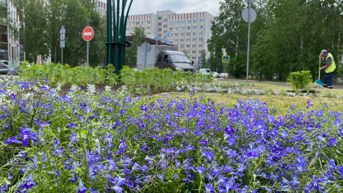 На сургутские клумбы высадят полмиллиона цветков