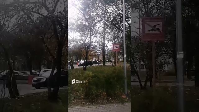 Красота около Кошачьего пруда в Новогиреево