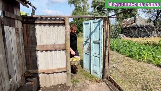 Полная тачка груш кормлю кур и уток!!!