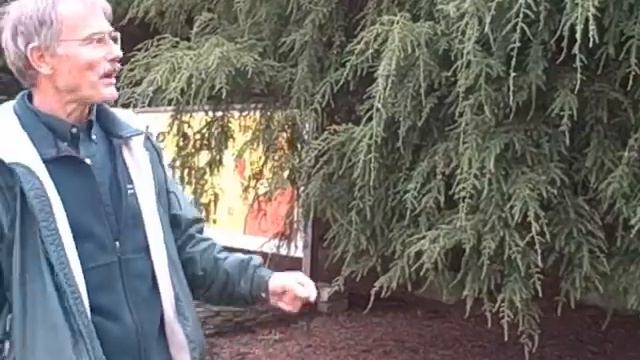 John from Weston Nurseries - Tsuga 'Pendula' (Weeping Hemlock)