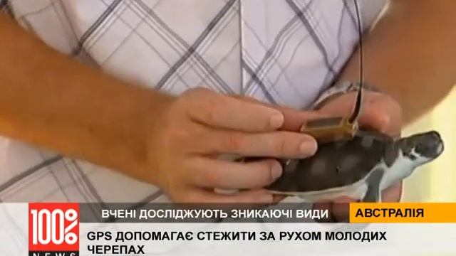 GPS допомагає стежити за рухом молодих черепах