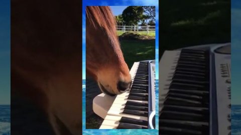 Лошадь-музыкант