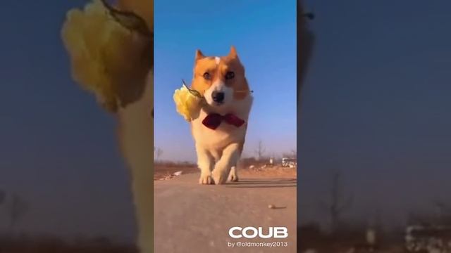 coub master