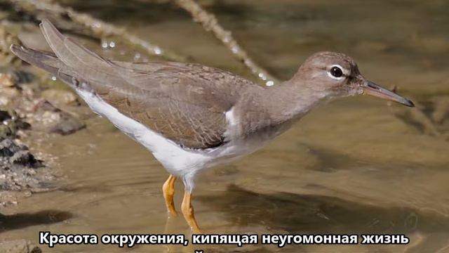 PJ4/PH2L Остров Бонэйр. С сайта Dxnews.com