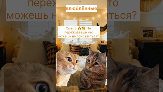 Смелось - наш козырь! 😺 Сериал Два Кота