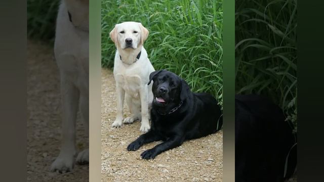 Лабрадор- ретривер. Labrador-Retriever.