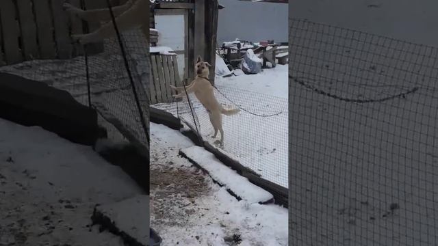 Зима.куры, утки!