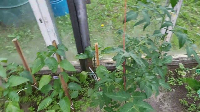 Дачные будни|| расхламление | зелёное удобрение/ Garden in June