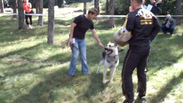 ГОЛДЖИН ПАМИР Лобовая 2