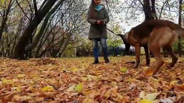 Дрессировка площадка и не только