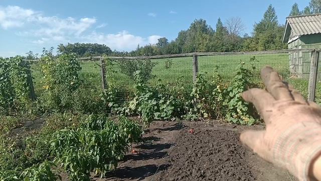 Утро в деревне. Пересаживаю клубнику. Избавление от бурьяна.