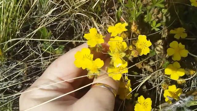 Лопчатка гусиная полезные свойства