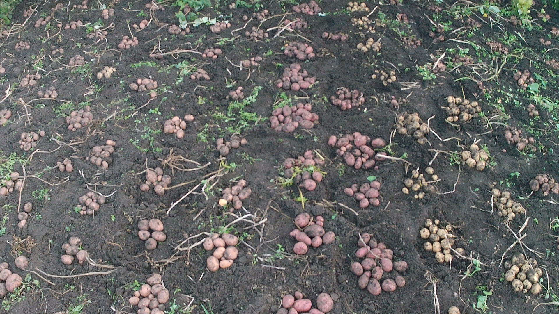 Картофель на биогумусе. Урожай картофеля трёх сортов на биогумусе и без биогумуса наглядно.
